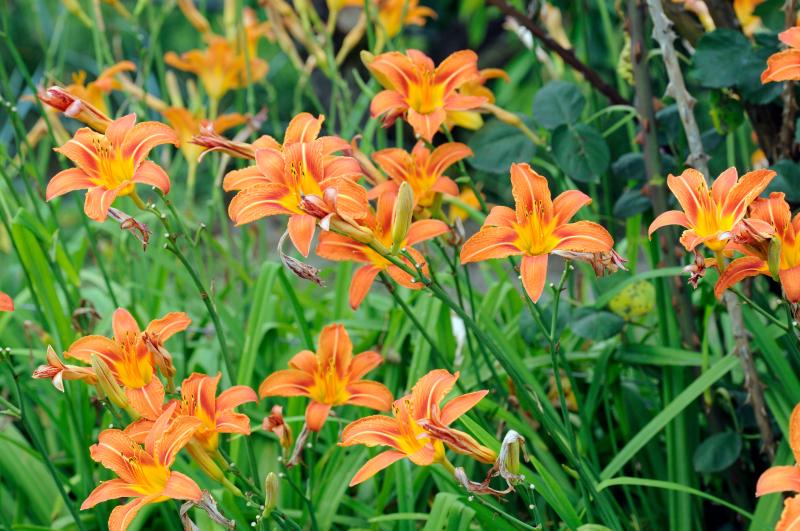 Daylilies of any type bring a bright-orange autumn hue to the garden. PHOTO BY HVPM DEV/ADOBE STOCK